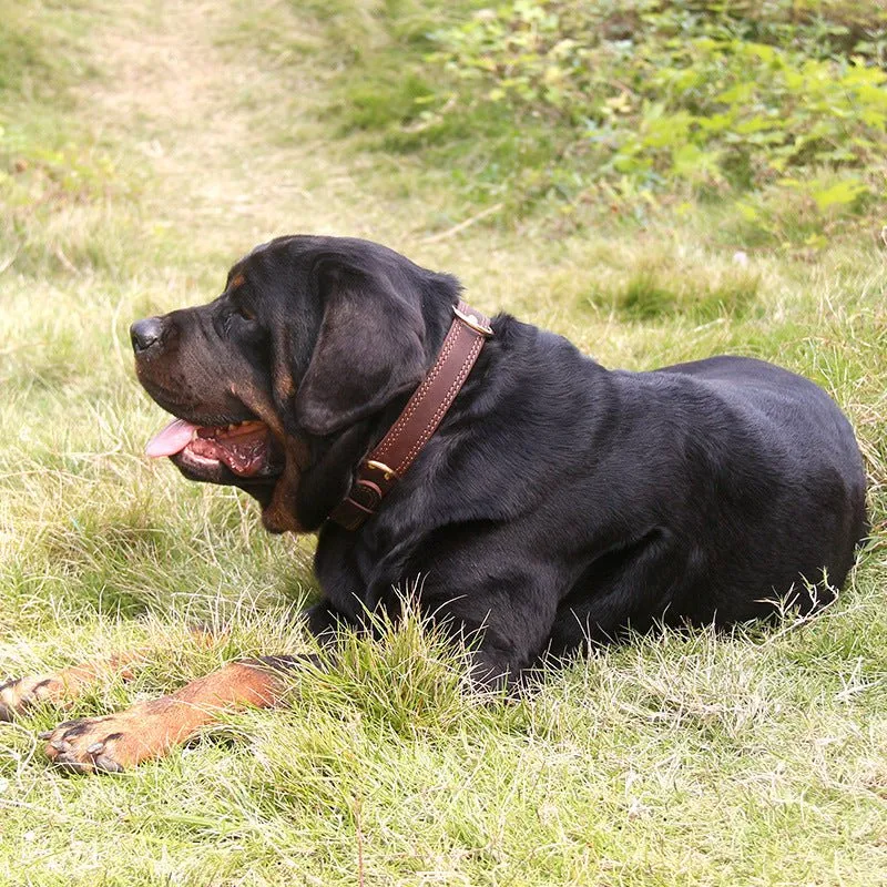 Cowhide dog collar-Two colours