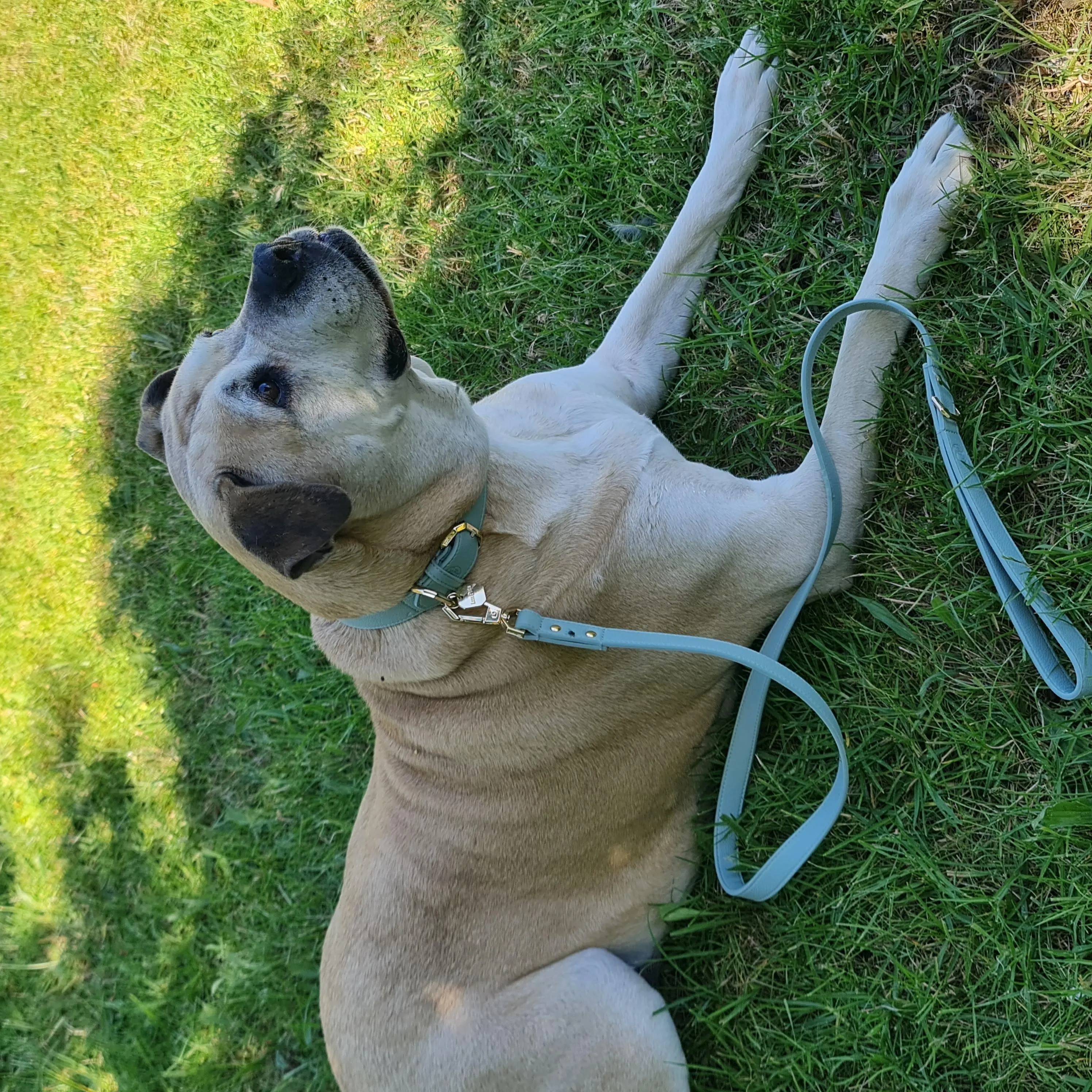 Leather Dog Collar - Sage
