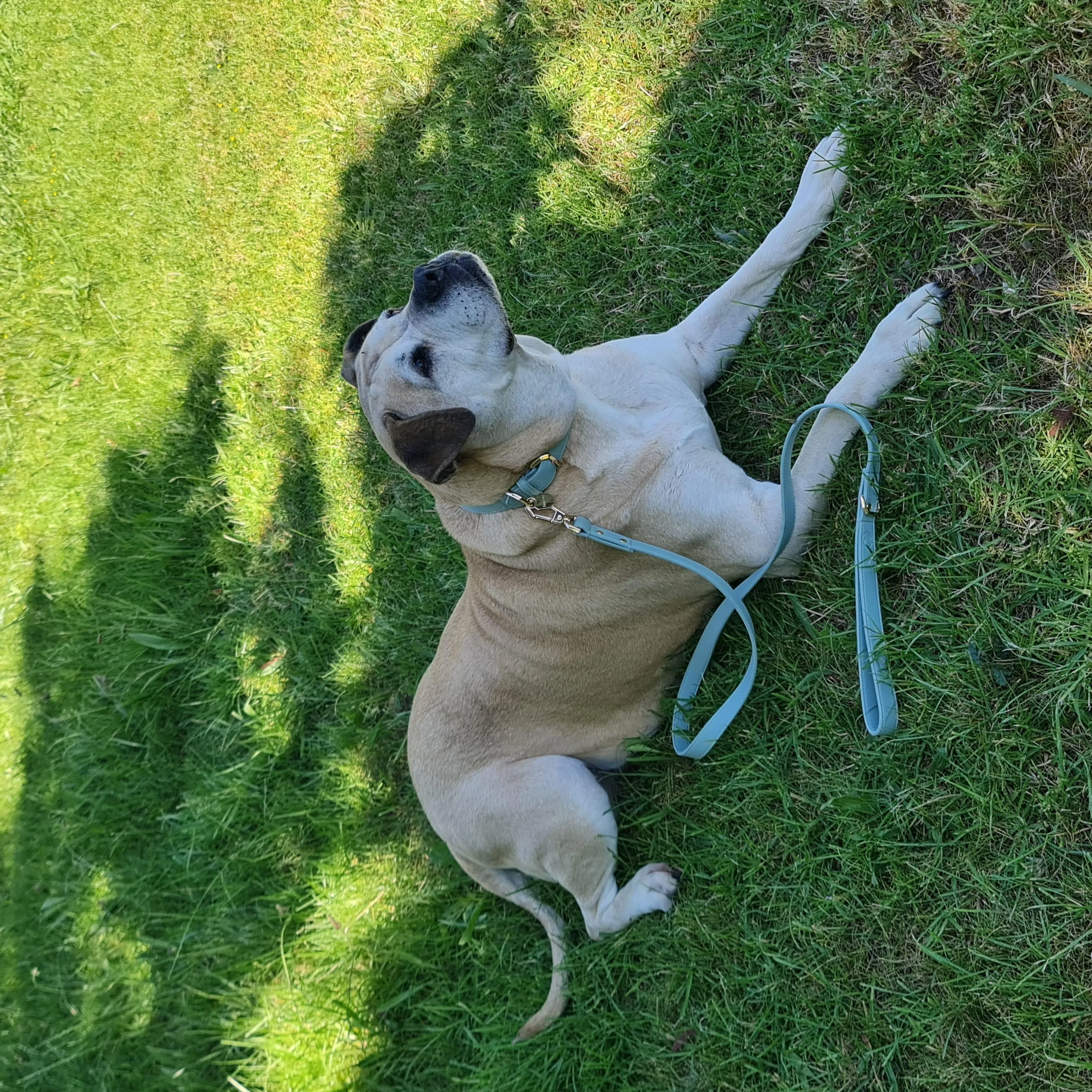 Leather Dog Collar - Sage