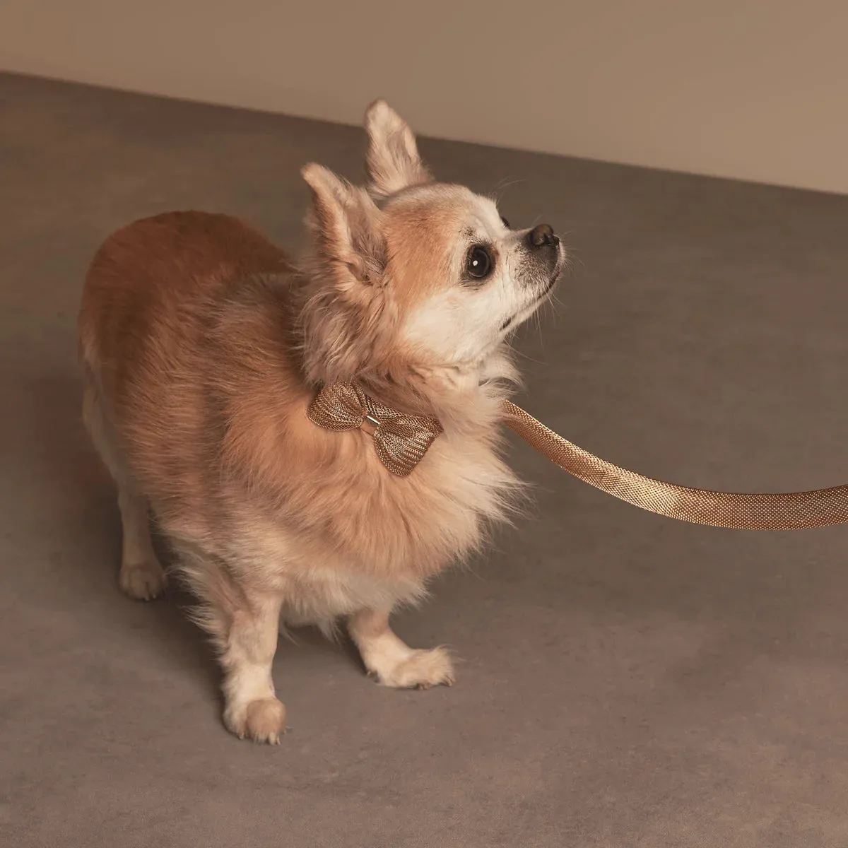 Meomari Bandettini Gold Tone Dog Leash
