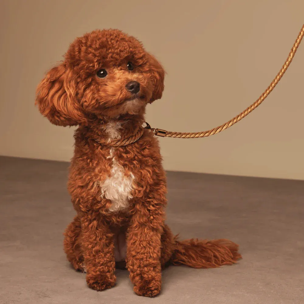 Meomari Grisi Gold Tone Dog Collar