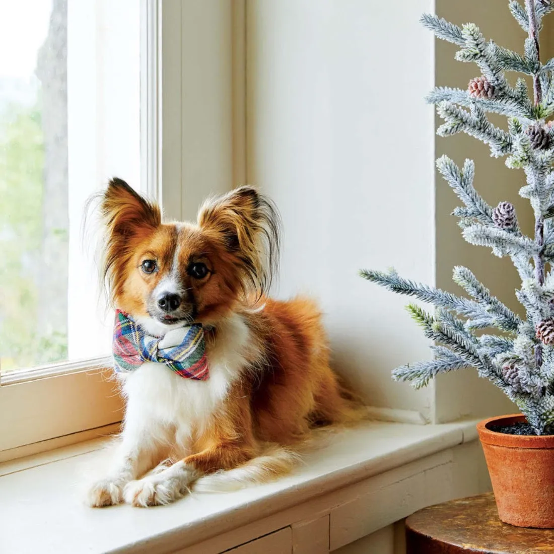 Regent Plaid Flannel Dog Bow Tie by The Foggy Dog